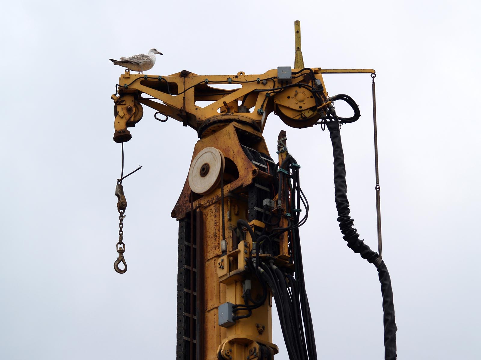 crane, 