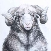 sheep