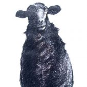sheep 2